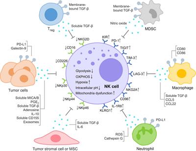NK cell exhaustion in the tumor microenvironment